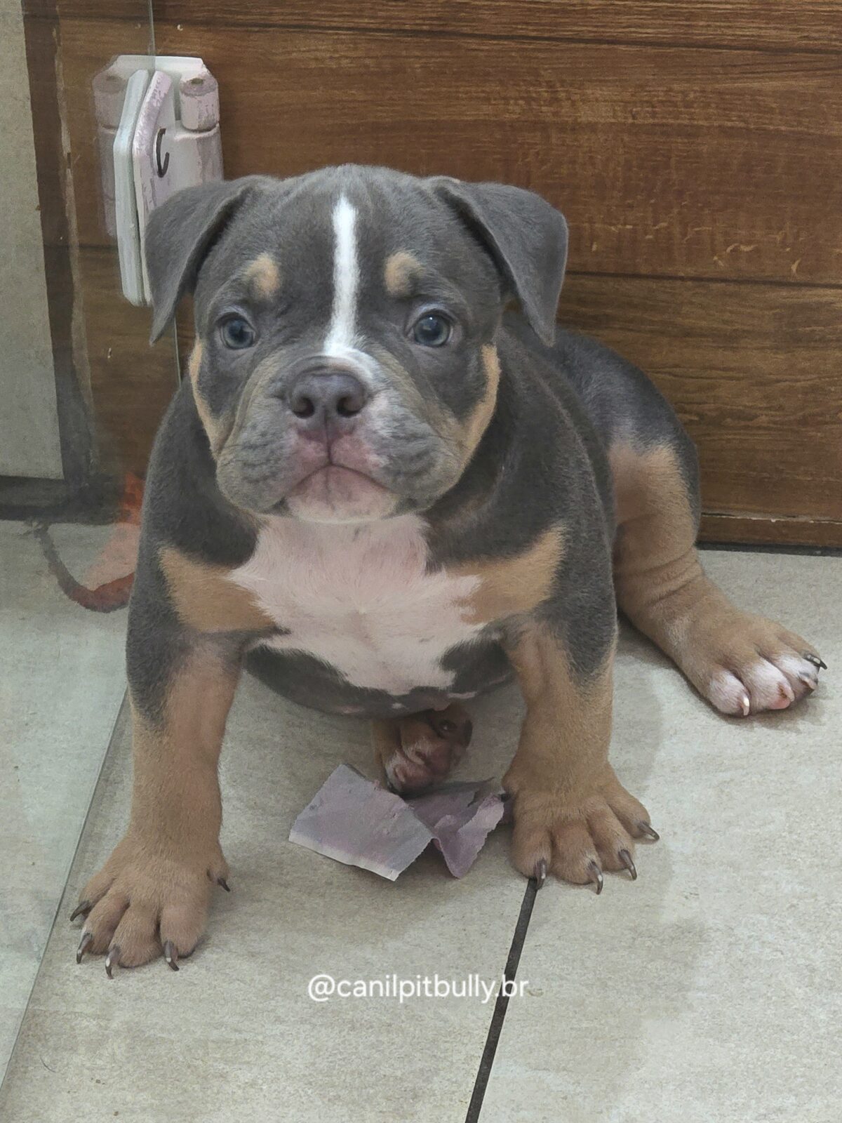 American Bully Micro/Pocket - Macho - cinza Tri-blue