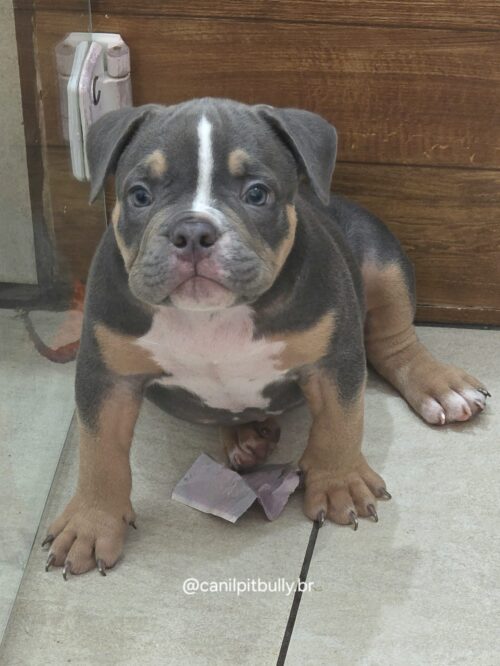 American Bully Micro/Pocket - Macho - cinza Tri-blue