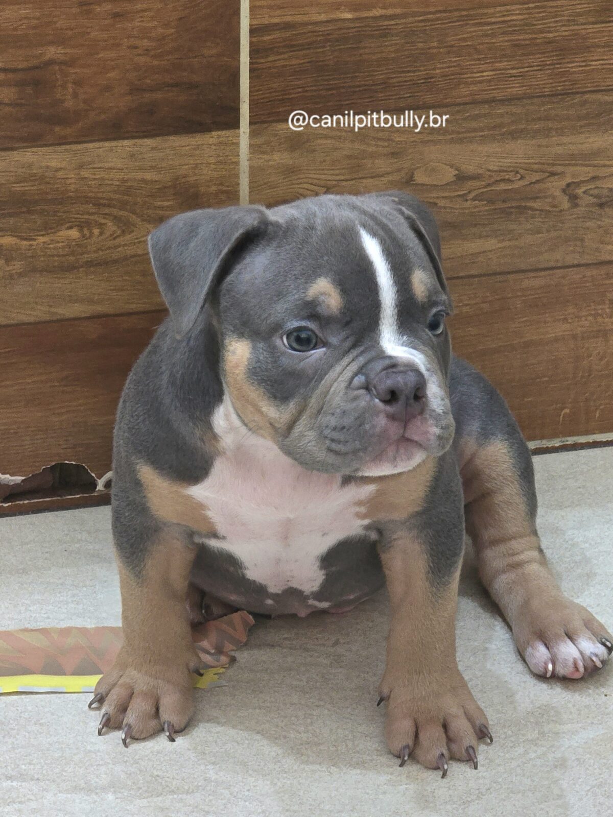 American Bully Micro/Pocket - Macho - cinza Tri-blue