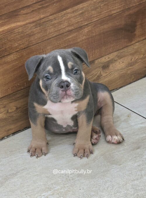 American Bully Micro/Pocket - Macho - cinza Tri-blue