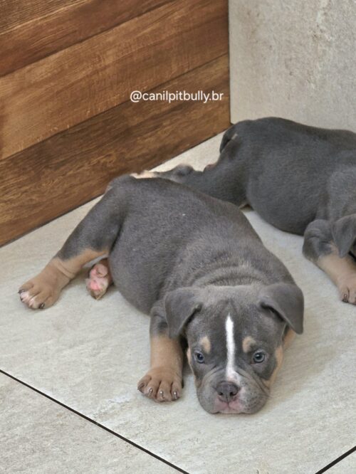 American Bully Micro/Pocket - Macho - cinza Tri-blue