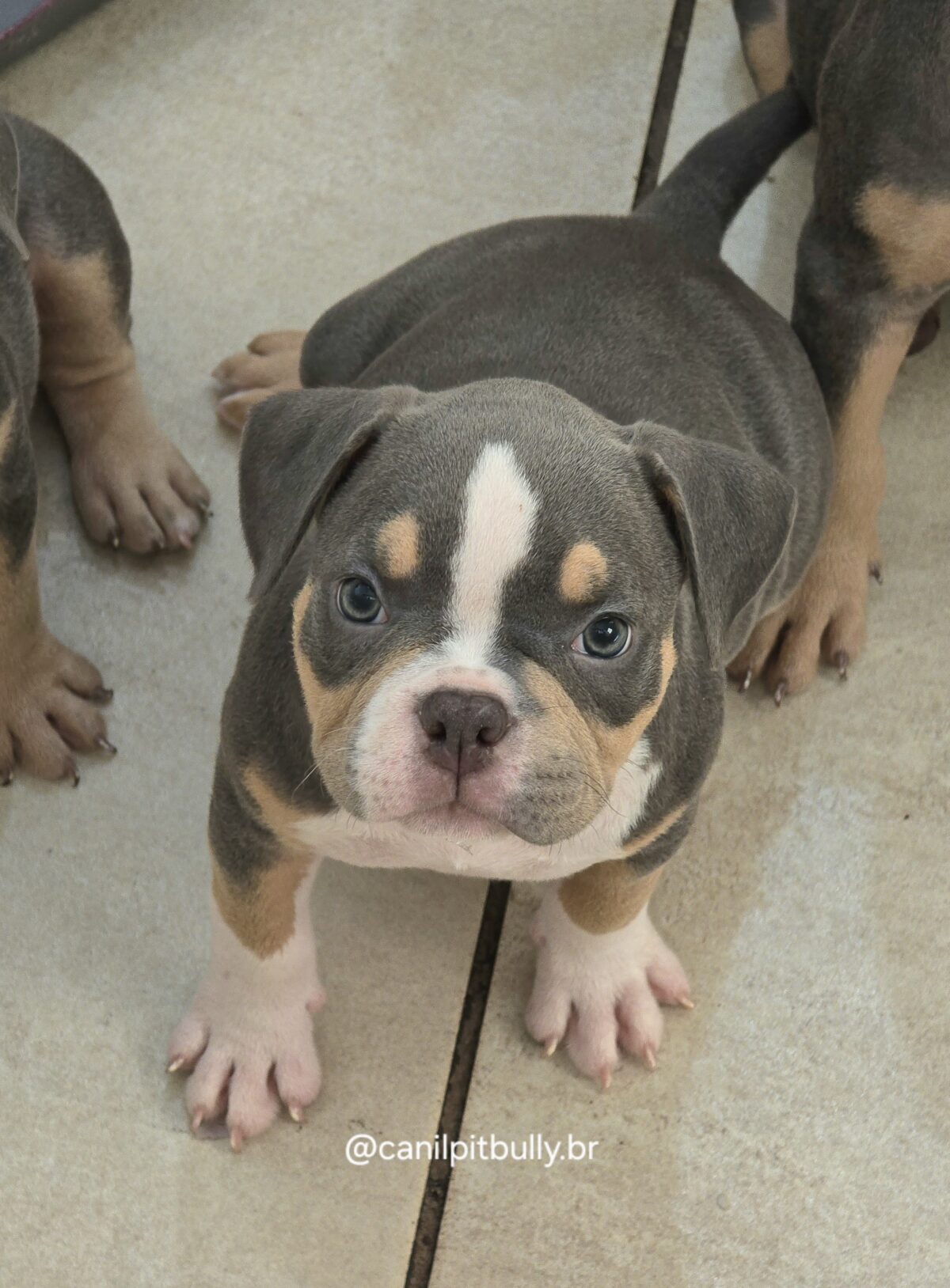 American Bully Micro/Pocket - Femea - cinza Tri-blue