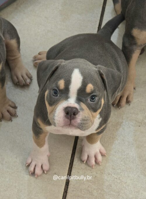 American Bully Micro/Pocket - Femea - cinza Tri-blue