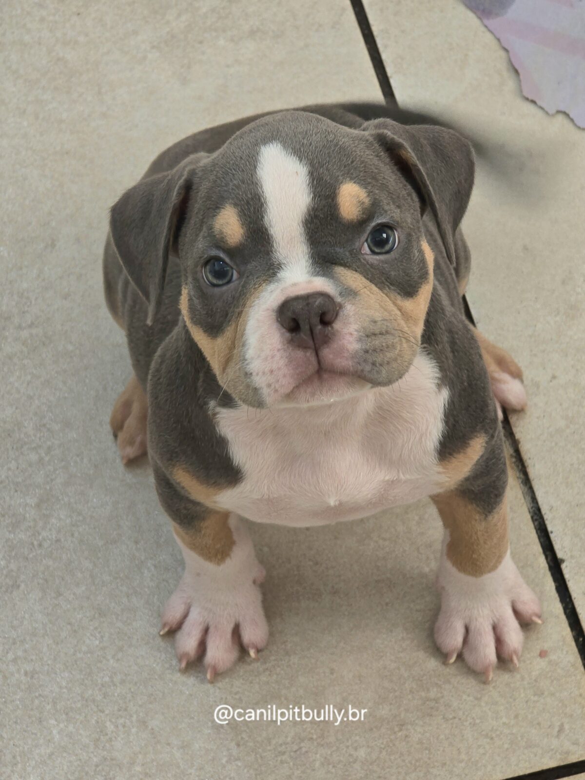 American Bully Micro/Pocket - Femea - cinza Tri-blue