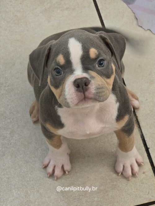 American Bully Micro/Pocket - Femea - cinza Tri-blue