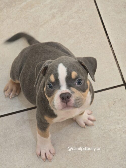 American Bully Micro/Pocket - Femea - cinza Tri-blue