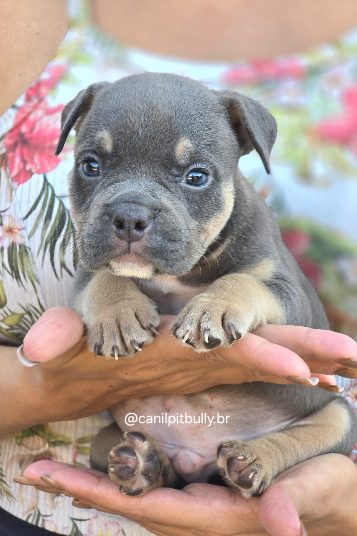 American Bully Micro/Pocket - Macho - cinza Tri-blue
