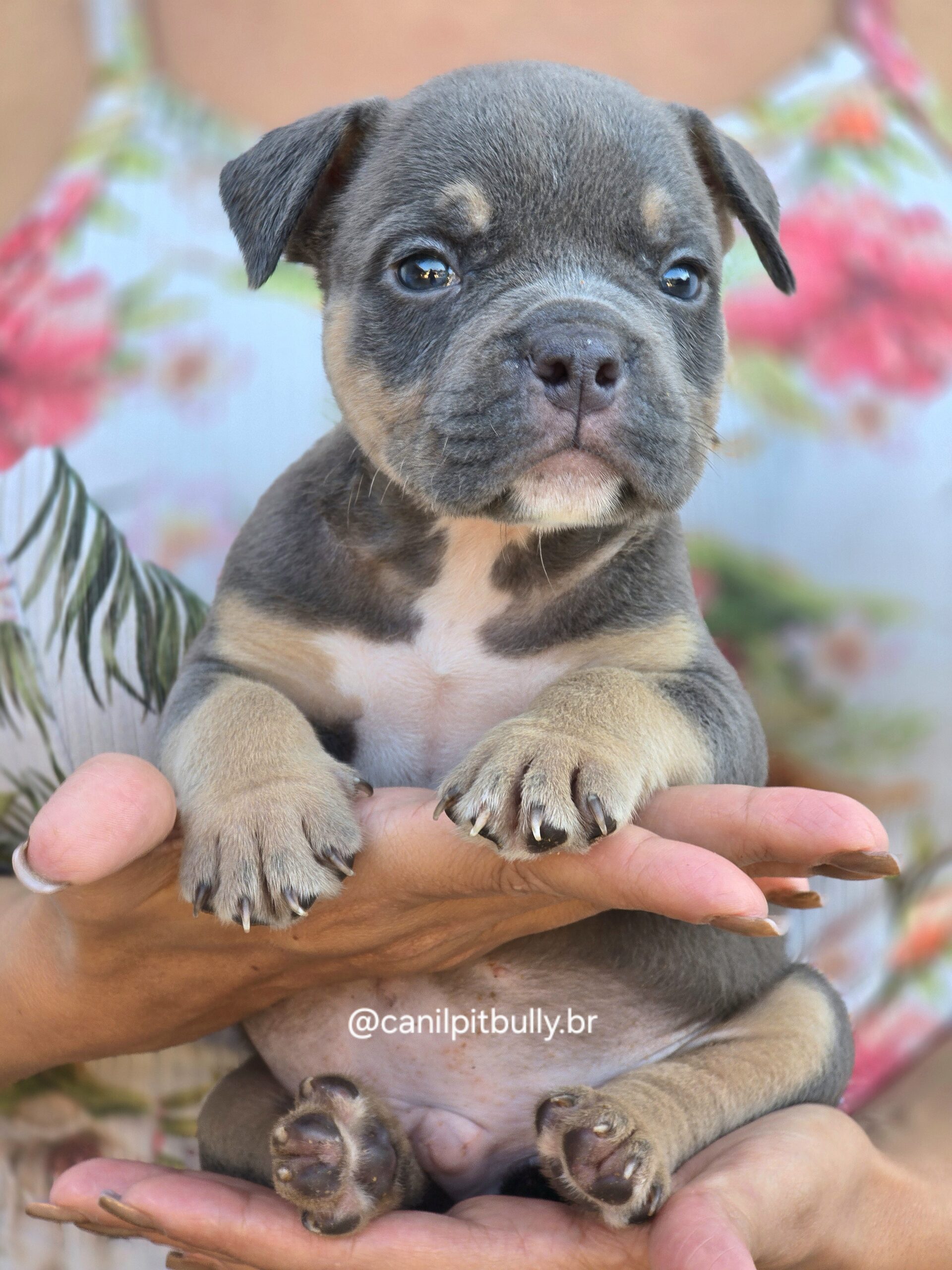 American Bully Micro/Pocket - Macho - cinza Tri-blue