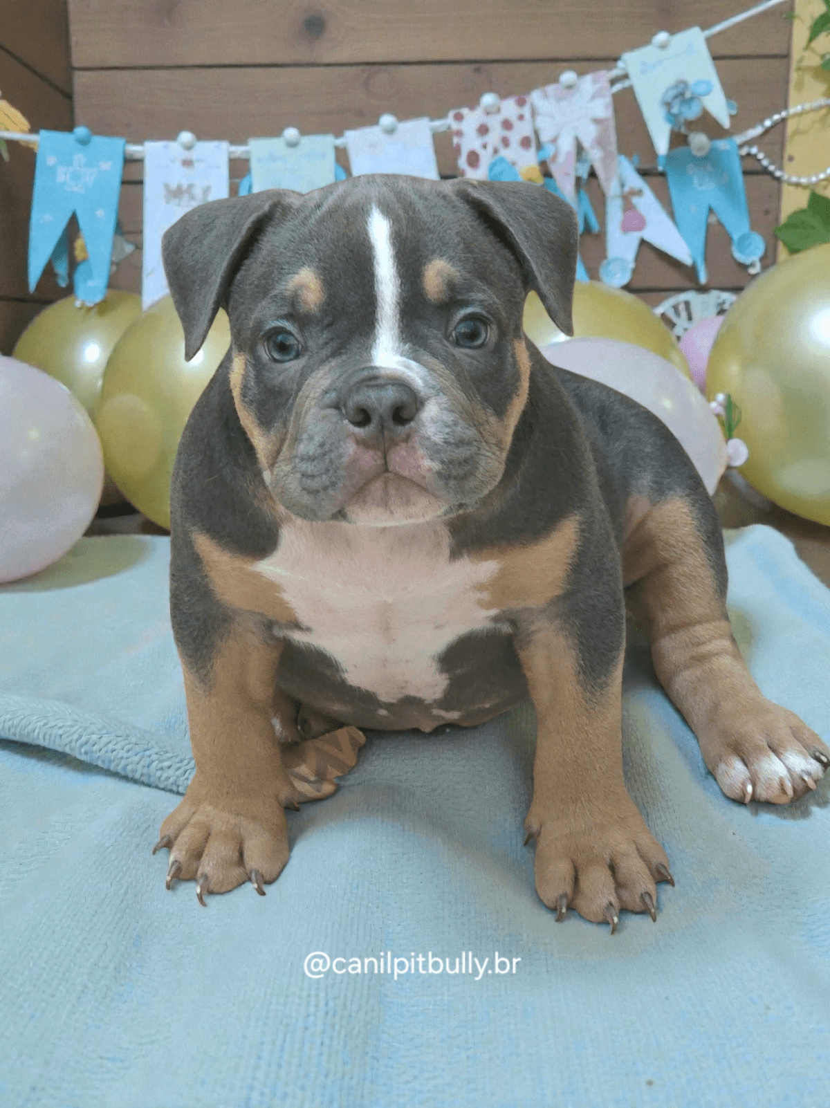 Filhote American Bully Macho Tri blue 01