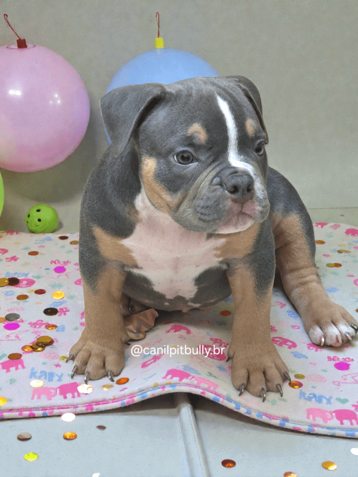 Filhote American Bully Macho Tri blue 01