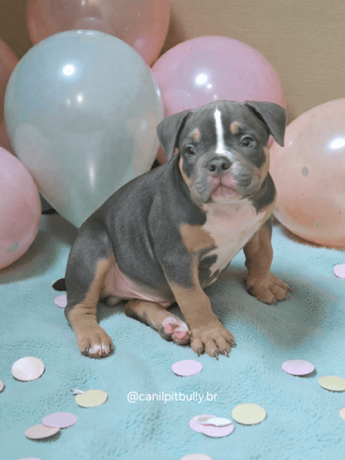 Filhote American Bully Macho Tri blue 01