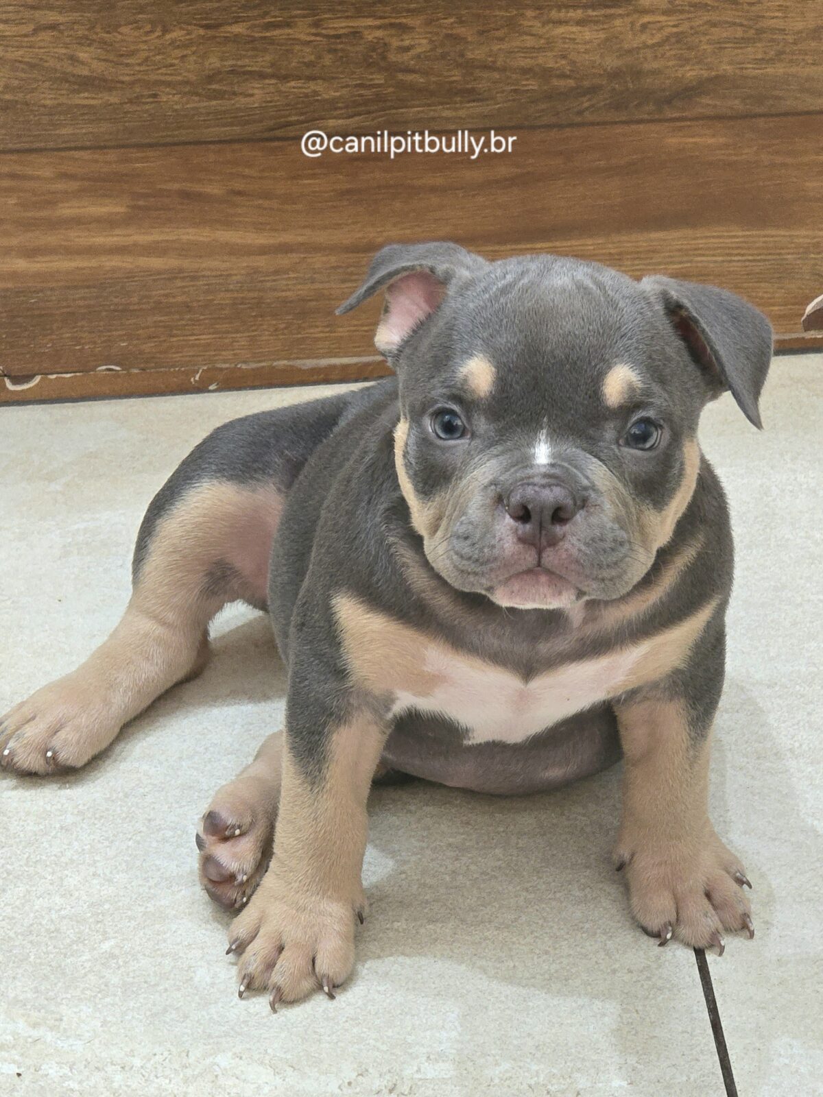American Bully Micro/Pocket - Femea - cinza Tri-blue