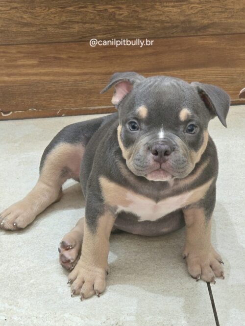 American Bully Micro/Pocket - Femea - cinza Tri-blue