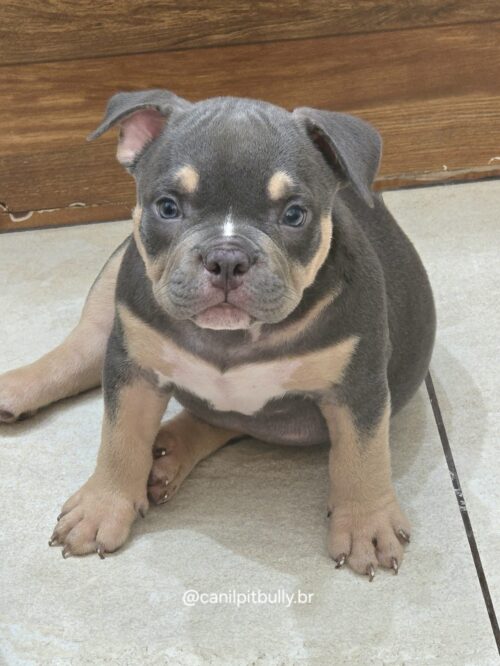 American Bully Micro/Pocket - Femea - cinza Tri-blue
