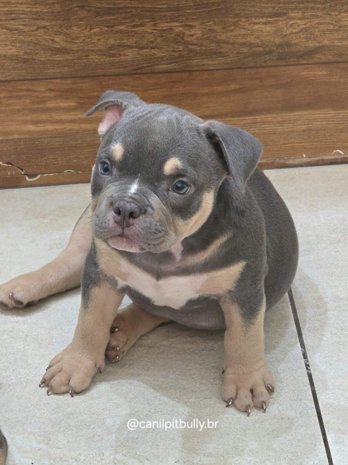 American Bully Micro/Pocket - Femea - cinza Tri-blue