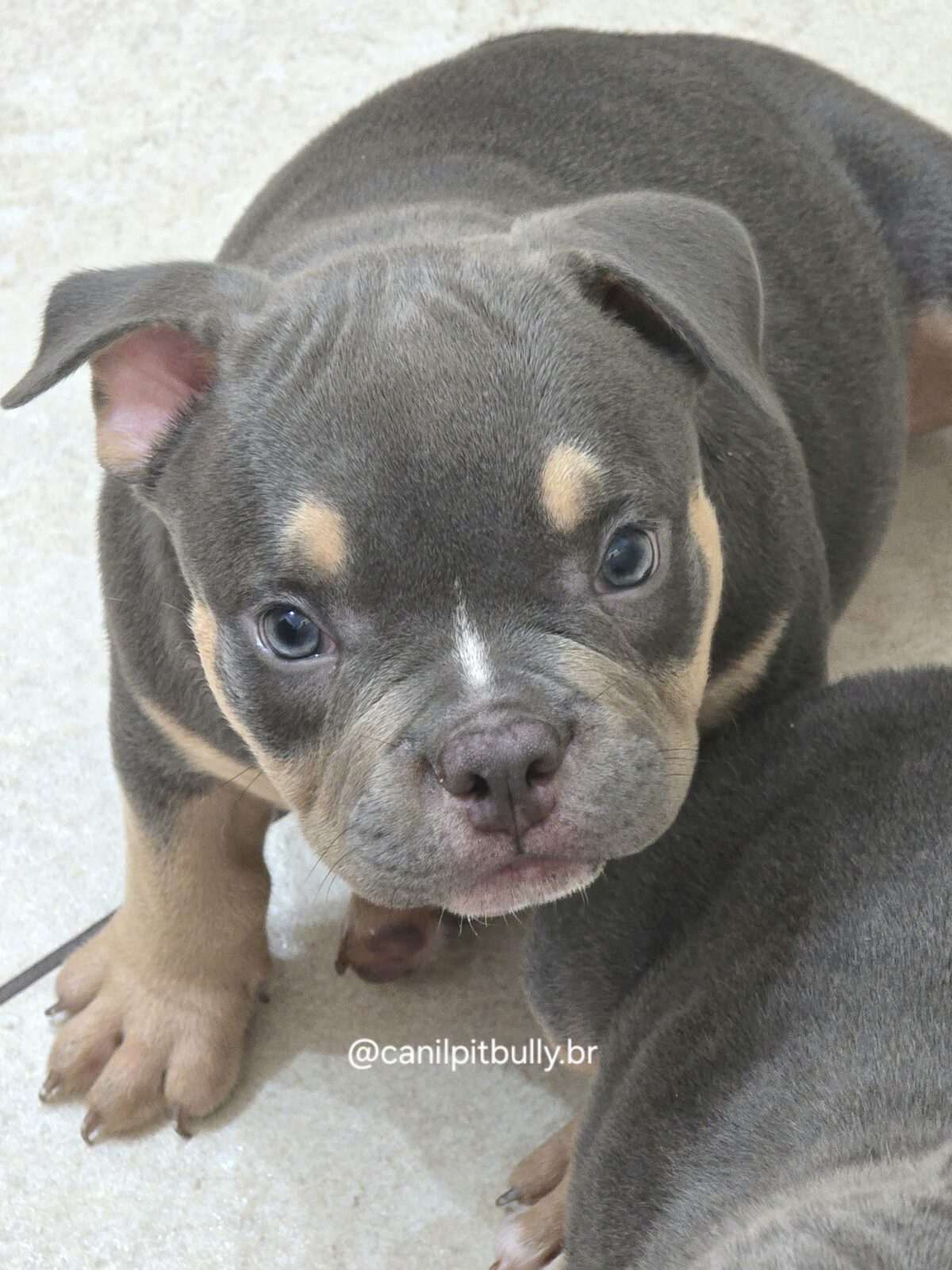 American Bully Micro/Pocket - Femea - cinza Tri-blue