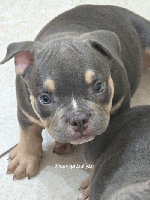 American Bully Micro/Pocket - Femea - cinza Tri-blue