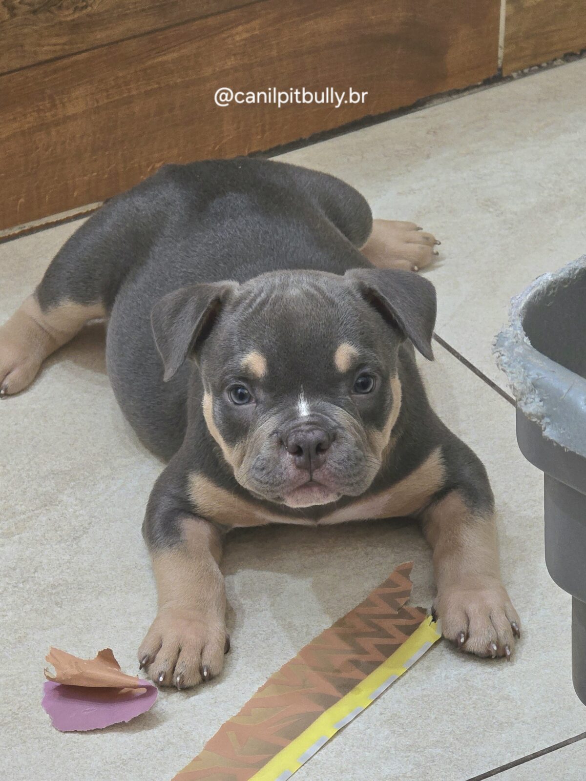 American Bully Micro/Pocket - Femea - cinza Tri-blue