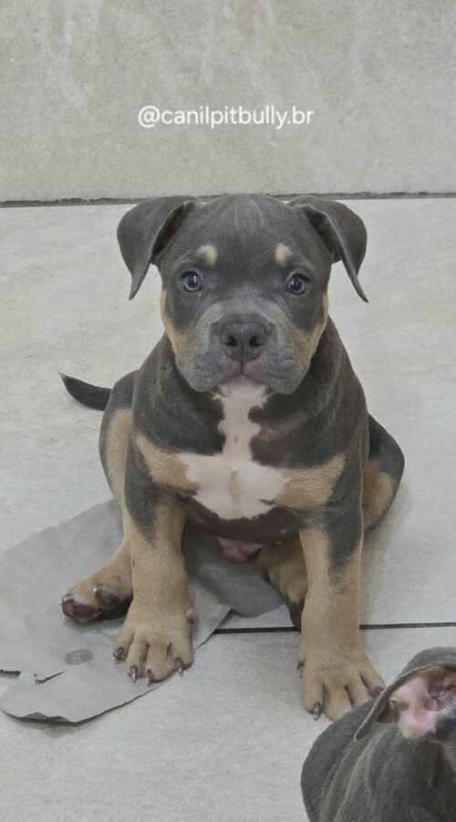 Filhote American Bully Macho Tri blue Filhote American Bully Macho Tri blue