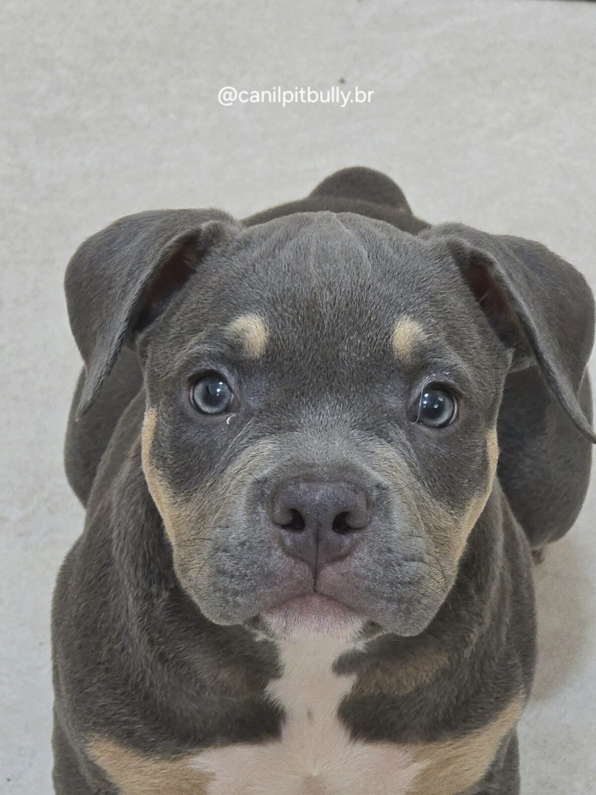 Filhote American Bully Macho Tri blue Filhote American Bully Macho Tri blue
