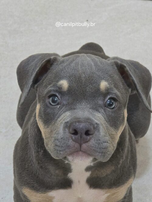 Filhote American Bully Macho Tri blue Filhote American Bully Macho Tri blue
