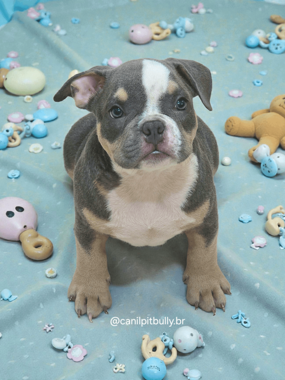 Filhote American Bully Macho Tri blue 02 Filhote American Bully Macho Tri blue 02