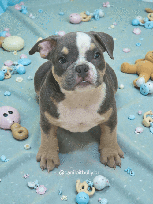 Filhote American Bully Macho Tri blue 02 Filhote American Bully Macho Tri blue 02
