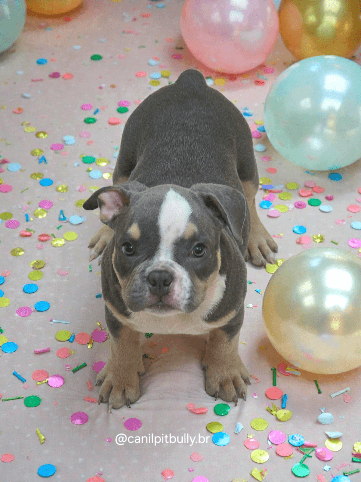 Filhote American Bully Macho Tri blue 02 Filhote American Bully Macho Tri blue 02