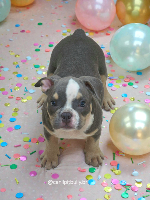 Filhote American Bully Macho Tri blue 02 Filhote American Bully Macho Tri blue 02