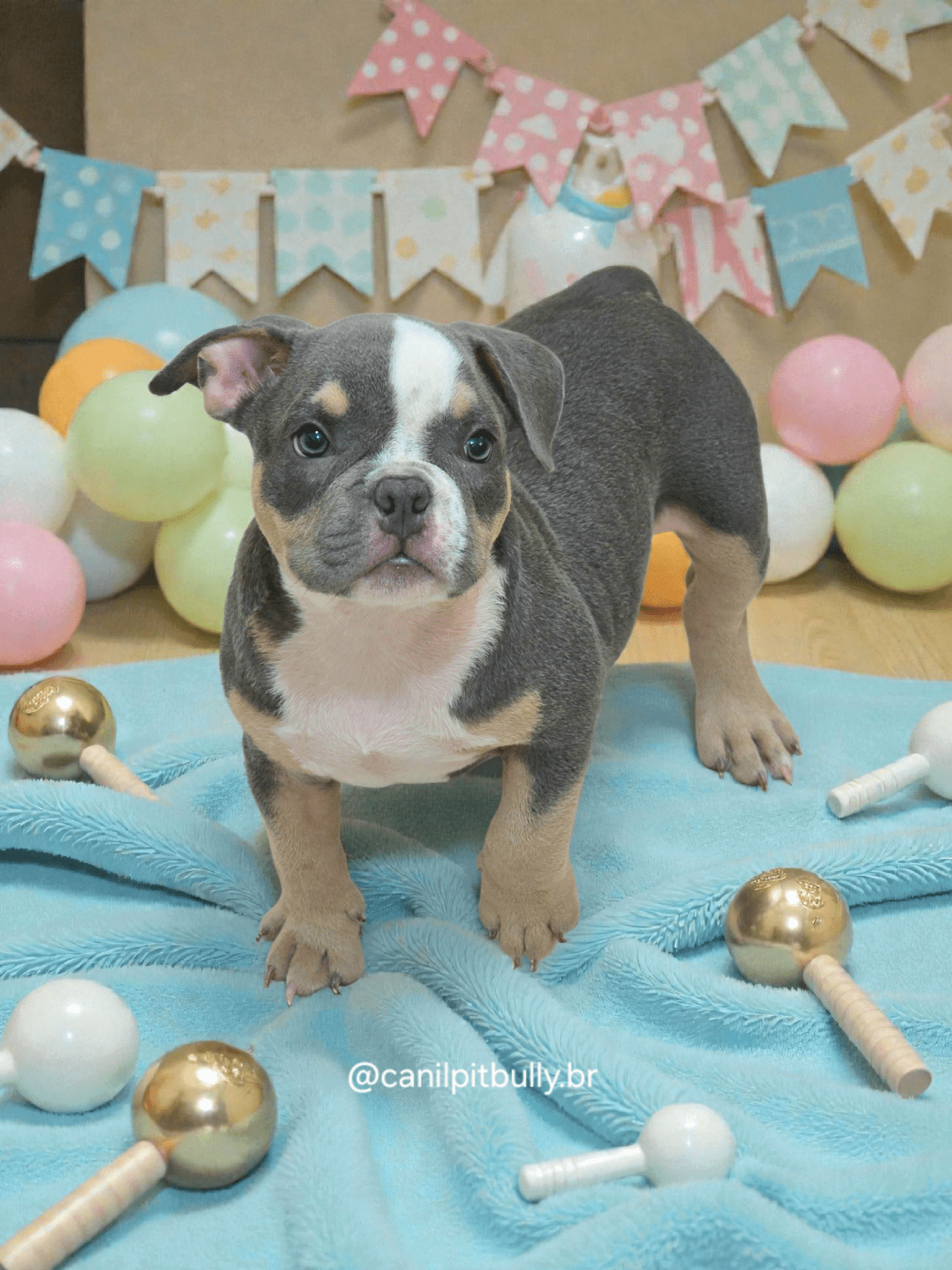 Filhote American Bully Macho Tri blue 02 Filhote American Bully Macho Tri blue 02