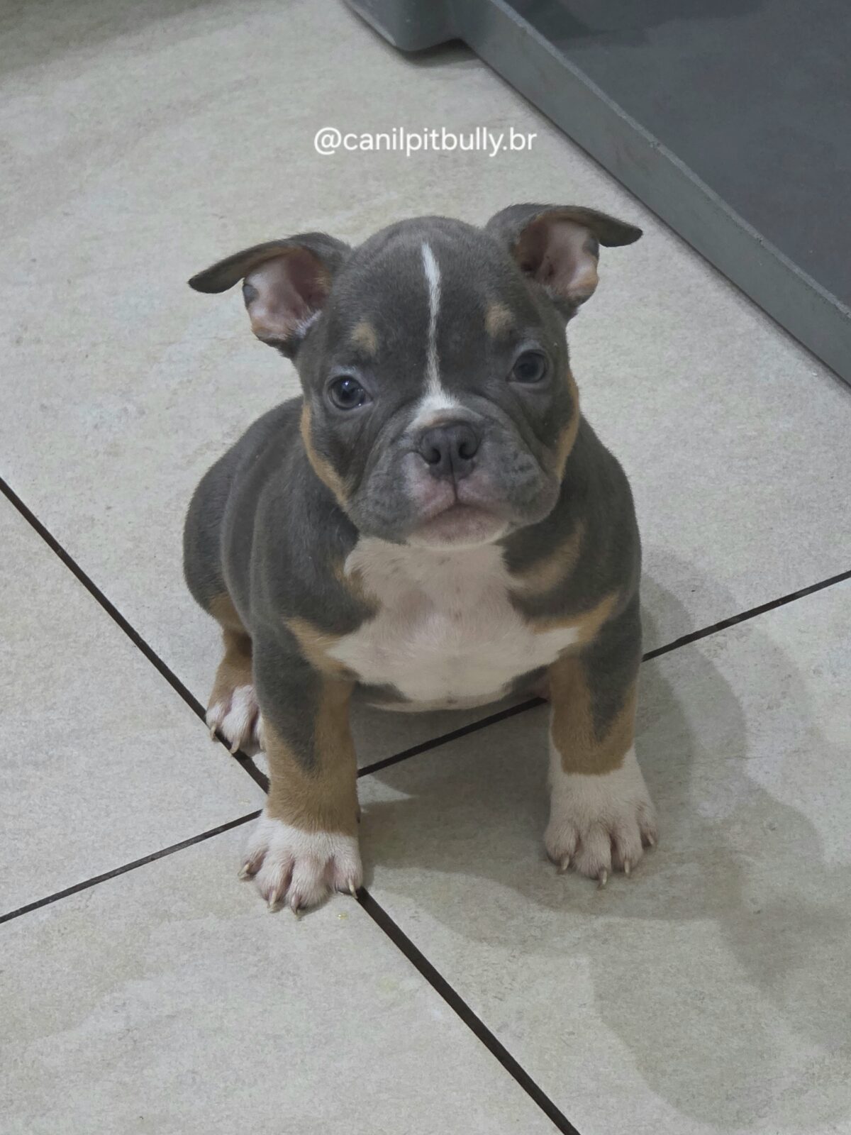 Filhote de American Bully fêmea Triblue Filhote de American Bully fêmea Triblue