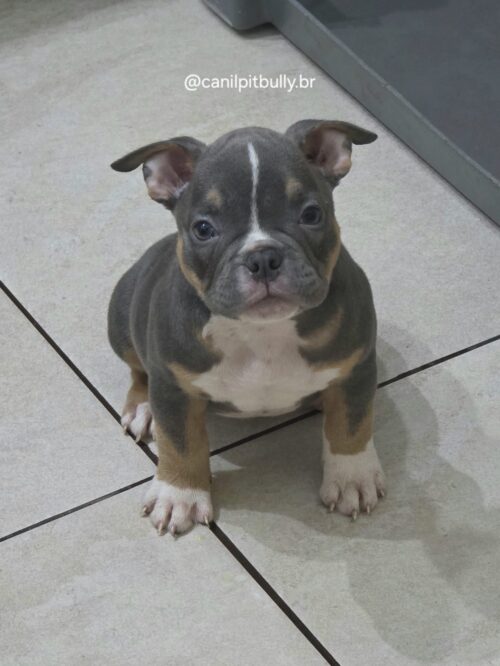 Filhote de American Bully fêmea Triblue Filhote de American Bully fêmea Triblue