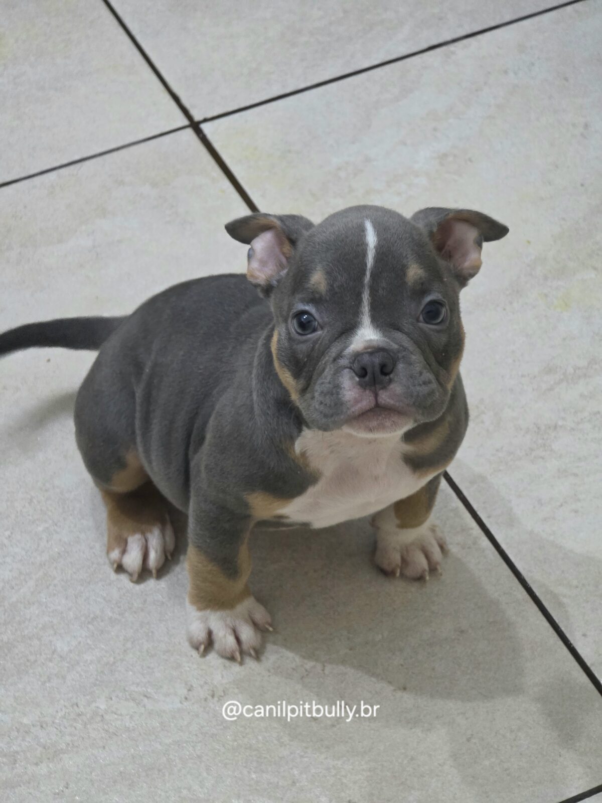 Filhote de American Bully fêmea Triblue Filhote de American Bully fêmea Triblue