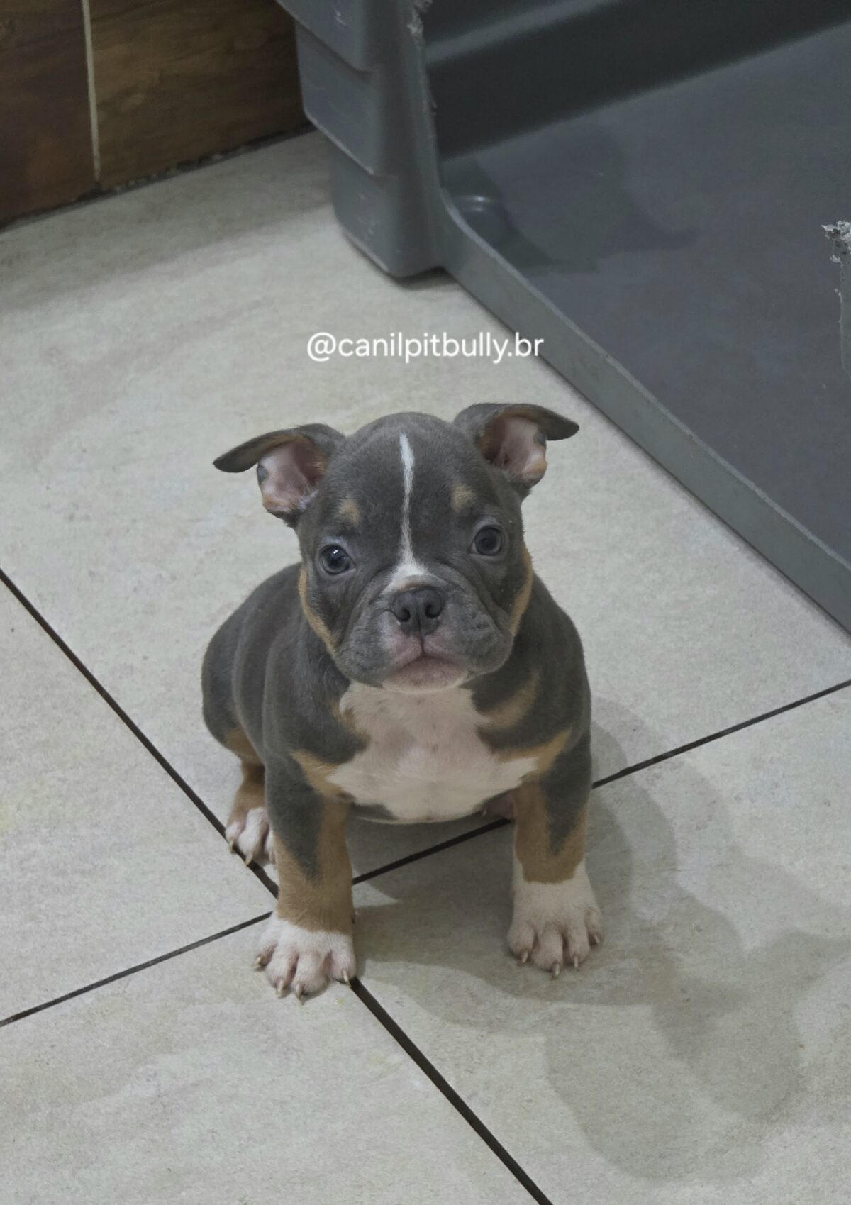 Filhote de American Bully fêmea Triblue Filhote de American Bully fêmea Triblue