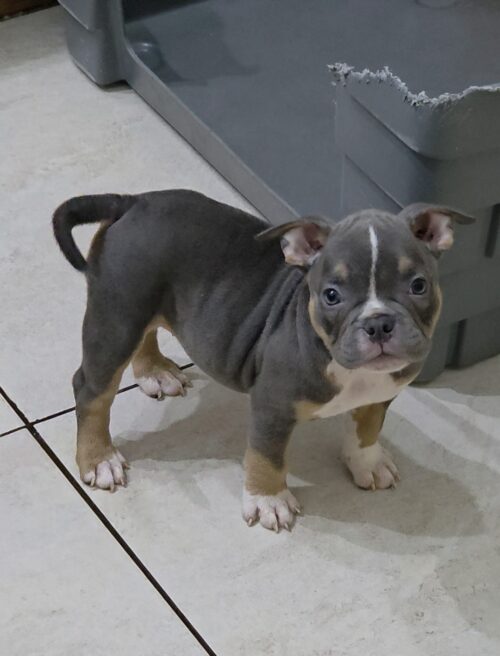 Filhote de American Bully fêmea Triblue Filhote de American Bully fêmea Triblue