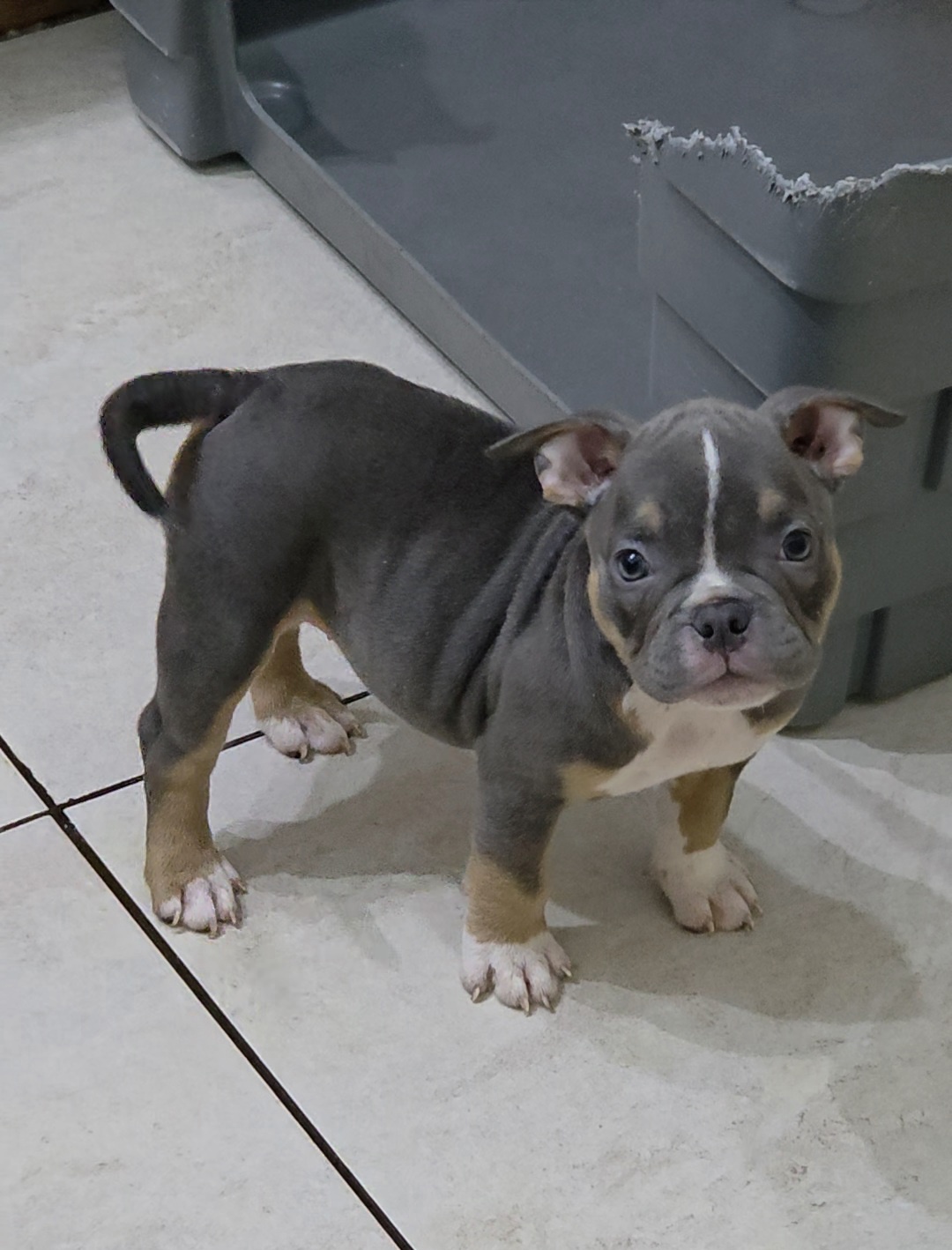 Filhote de American Bully fêmea Triblue Filhote de American Bully fêmea Triblue