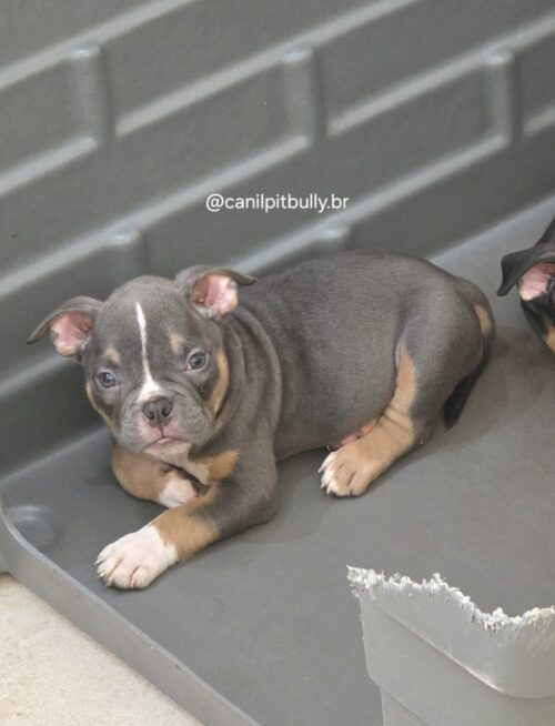 Filhote de American Bully fêmea Triblue Filhote de American Bully fêmea Triblue