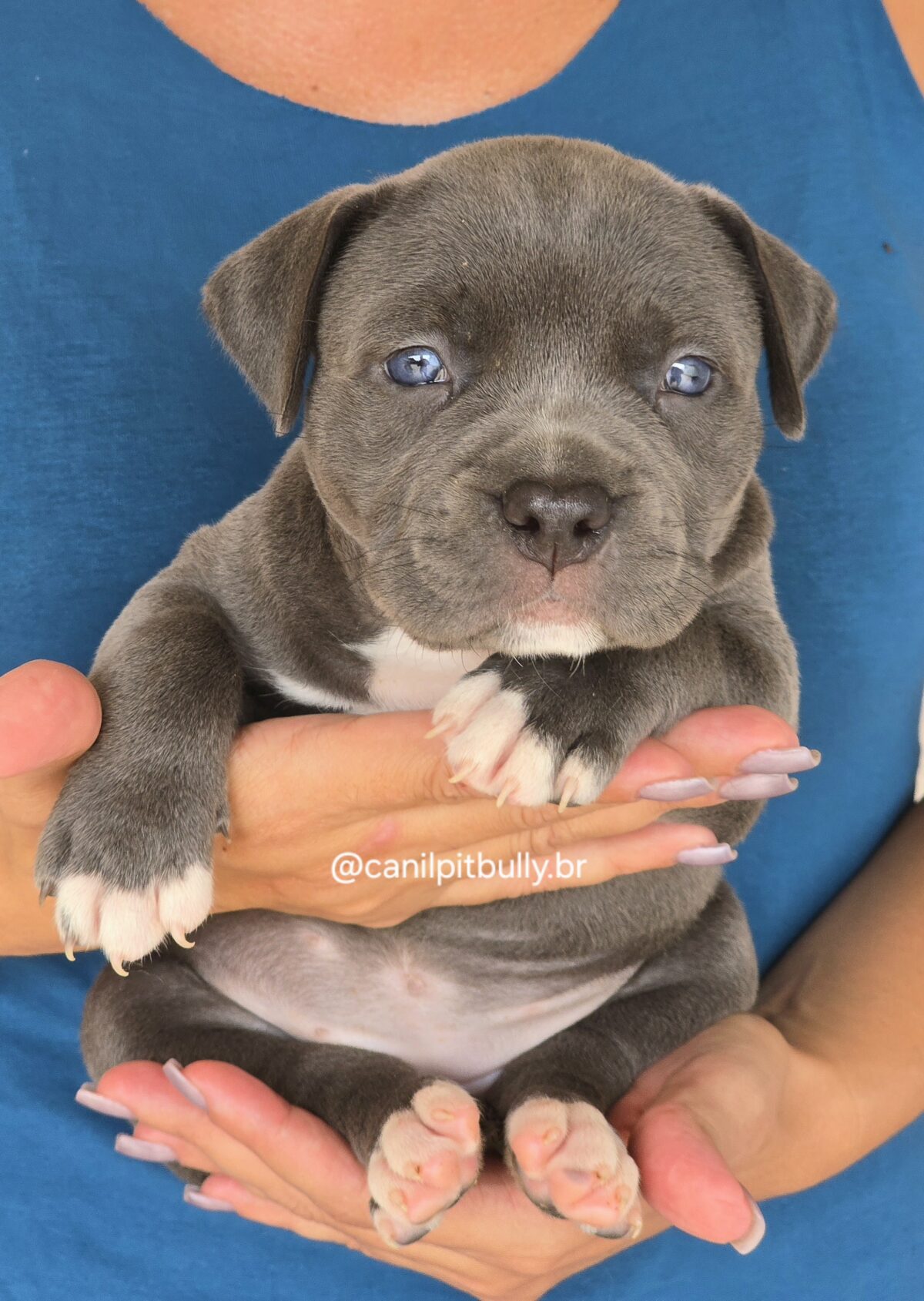 Filhote Pit Monster fêmea 2 cinza bluenose