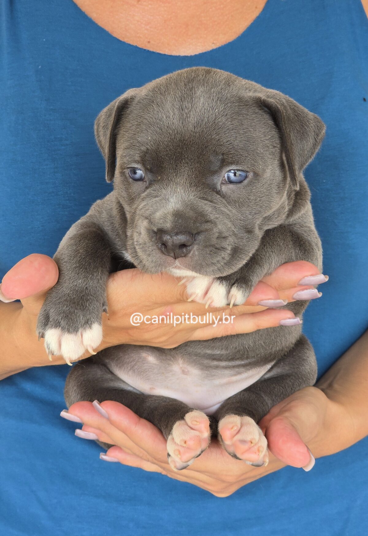 Filhote Pit Monster fêmea 2 cinza bluenose