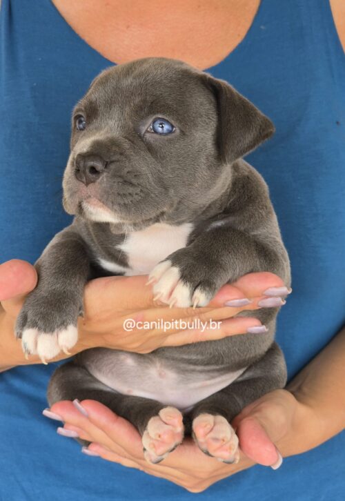 Filhote Pit Monster fêmea 2 cinza bluenose