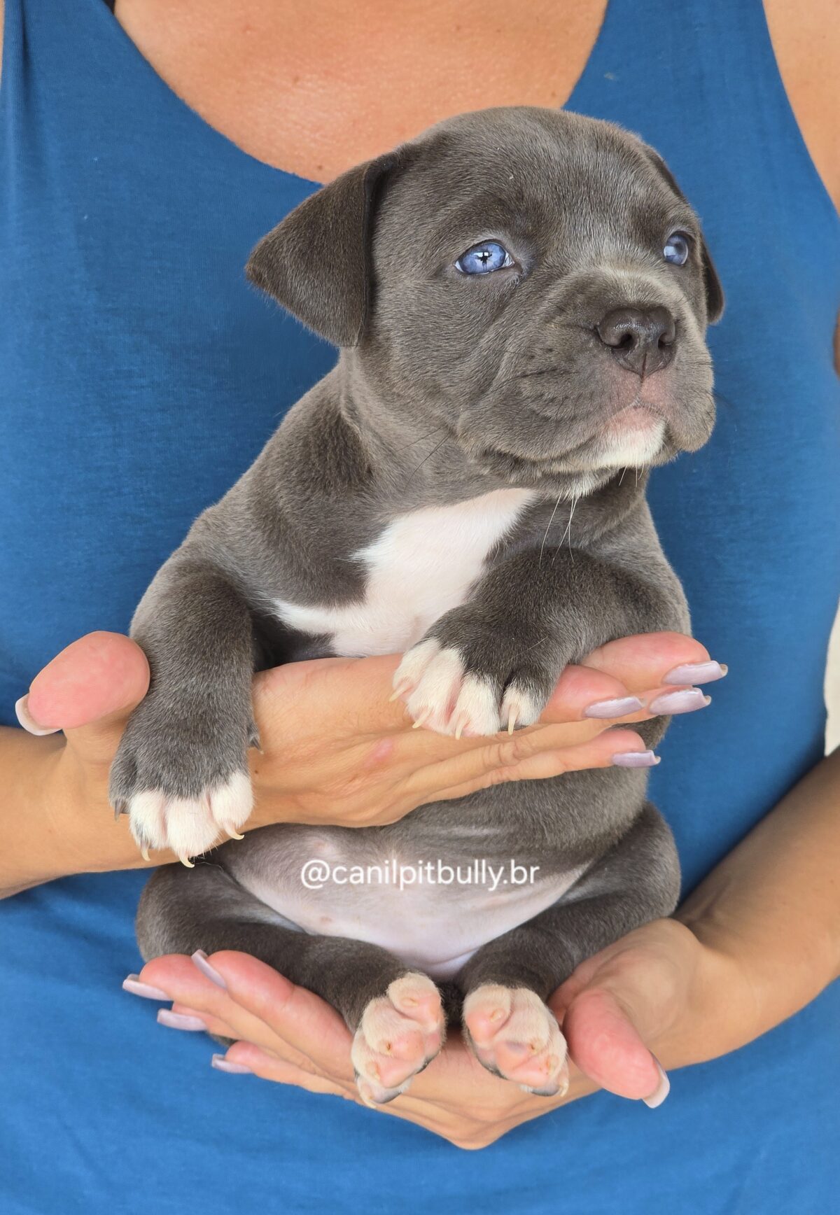Filhote Pit Monster fêmea 2 cinza bluenose