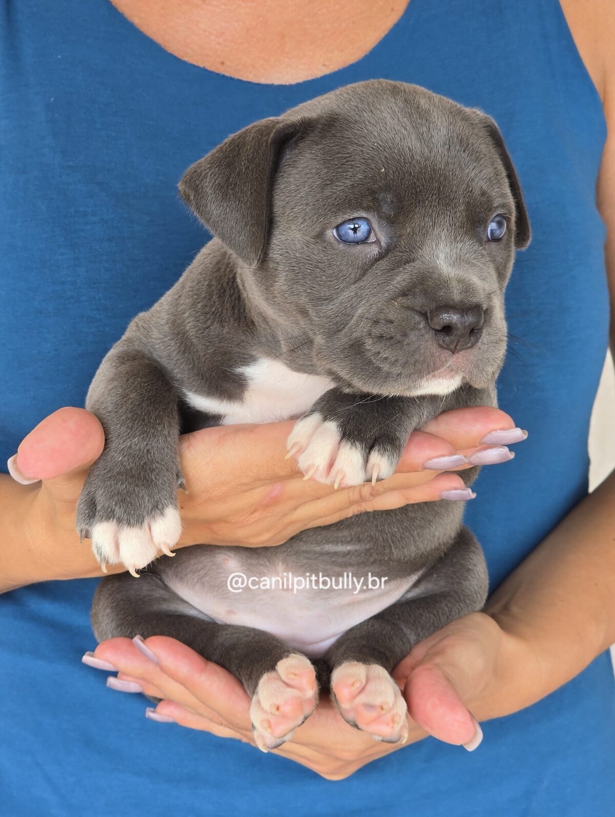 Filhote Pit Monster fêmea 2 cinza bluenose