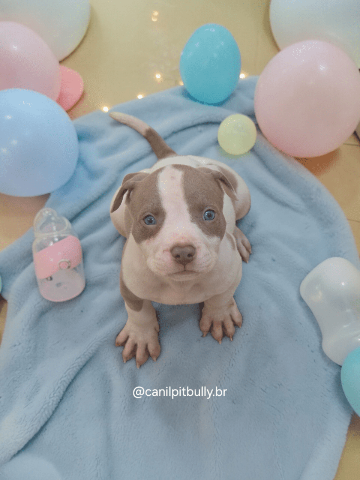 Pit Monster Branco e Lilac Pit Monster Branco e Lilac