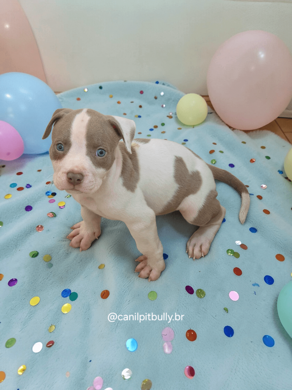 Pit Monster Branco e Lilac Pit Monster Branco e Lilac