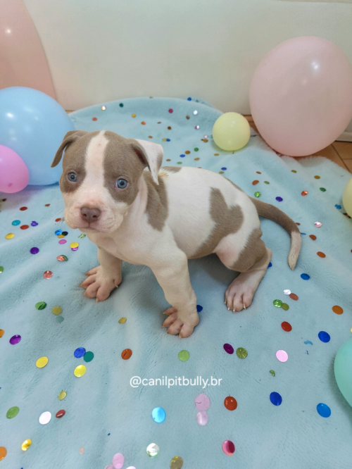 Pit Monster Branco e Lilac Pit Monster Branco e Lilac