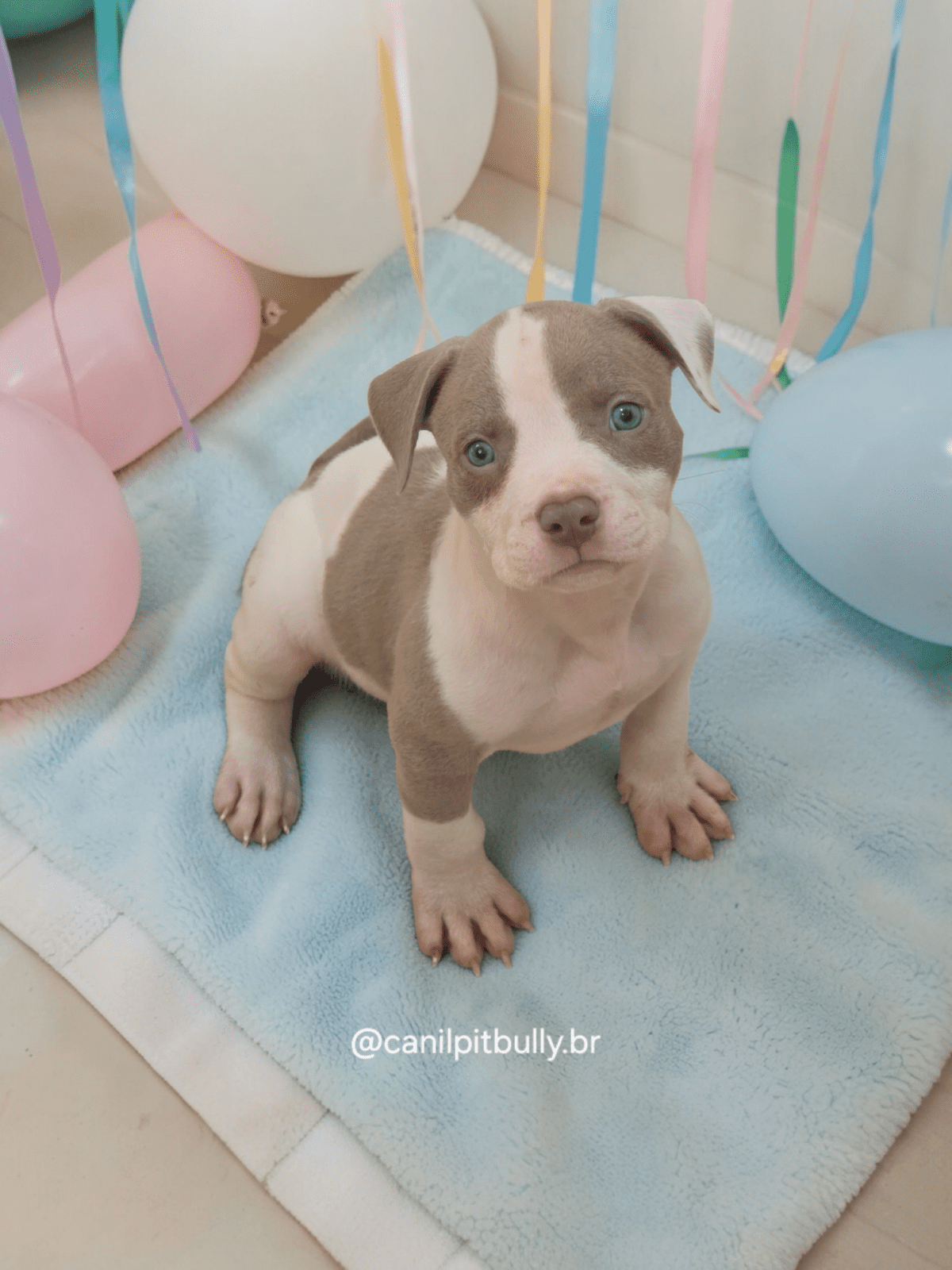 Pit Monster Branco e Lilac Pit Monster Branco e Lilac