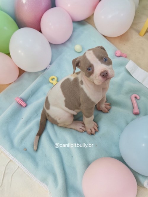 Pit Monster Branco e Lilac Pit Monster Branco e Lilac