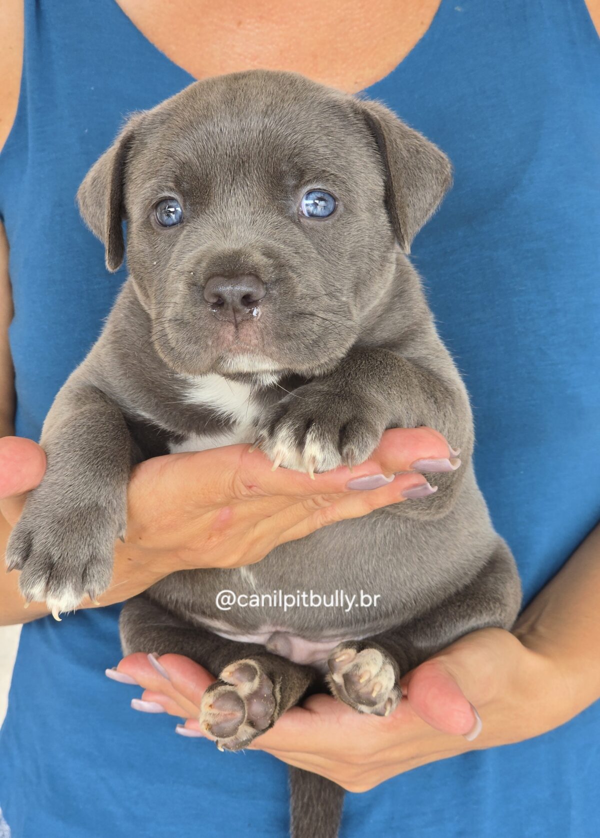 Filhote Pit Monster macho cinza bluenose