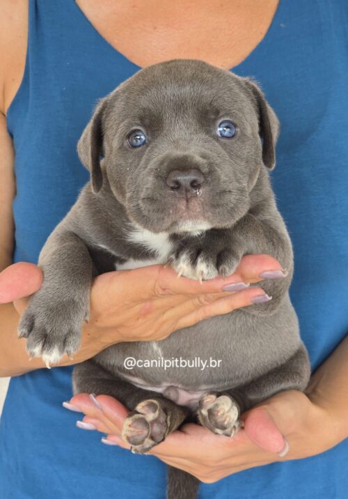 Filhote Pit Monster macho cinza bluenose