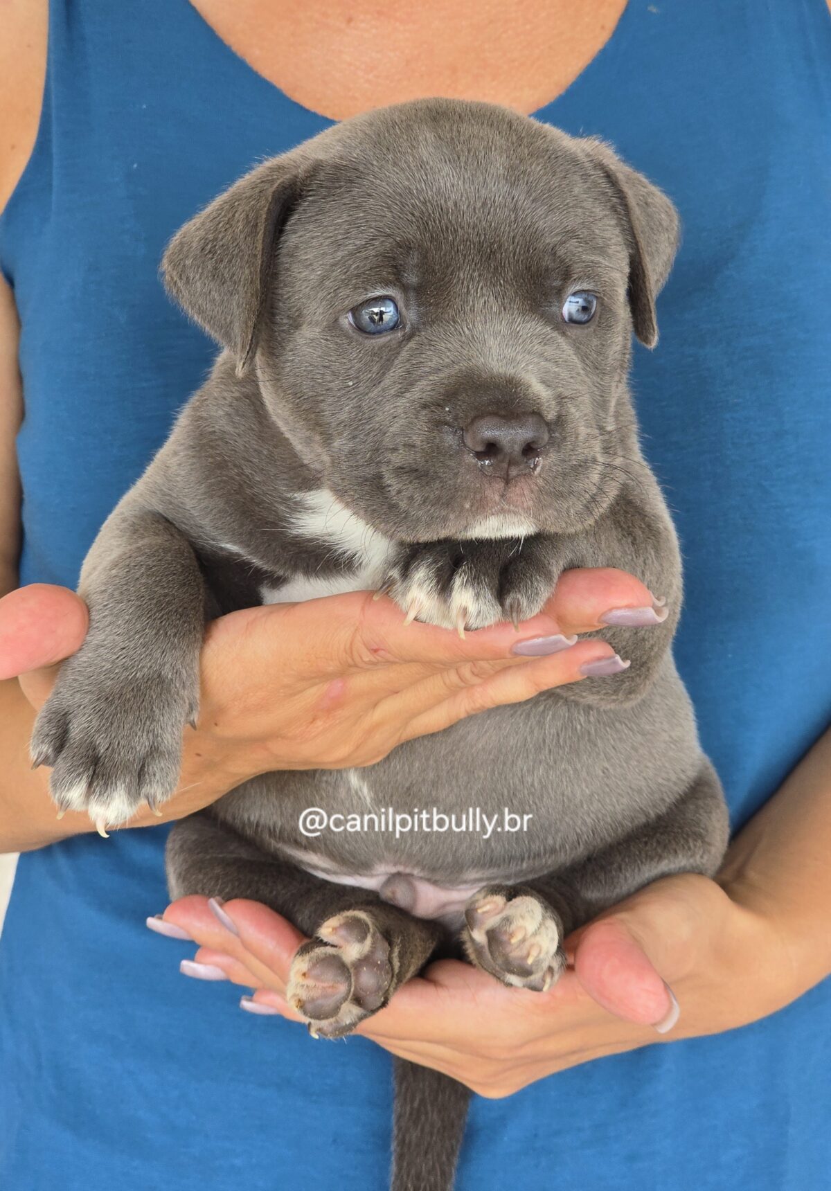 Filhote Pit Monster macho cinza bluenose